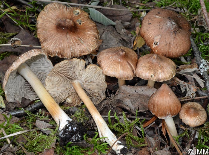 Inocybe Maculata Inosperma Maculatum